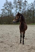 1jarige New Forest D pony merrie/Friese drachtig STER merrie, Merrie, 160 tot 165 cm, Dressuurpaard, Met stamboom