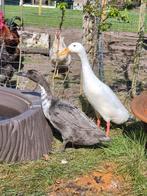 Koppel Indische loopeenden, Dieren en Toebehoren, Pluimvee, Meerdere dieren, Eend