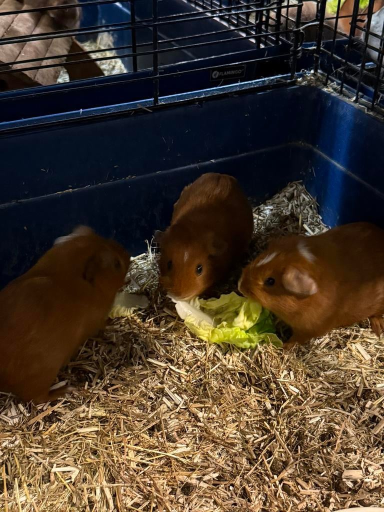 Cavia’s, Dieren en Toebehoren, Meerdere dieren, Tam, Maart, Cavia