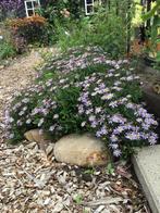 Kalimeris inc. Nana blue – zomeraster, Tuin en Terras, Volle zon, Vaste plant, Zomer, Ophalen