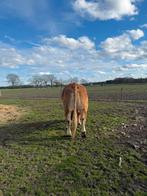 Hoornloze Limousine dekstier rund, Mannelijk