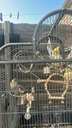 Parkieten, Meerdere dieren, Parkiet