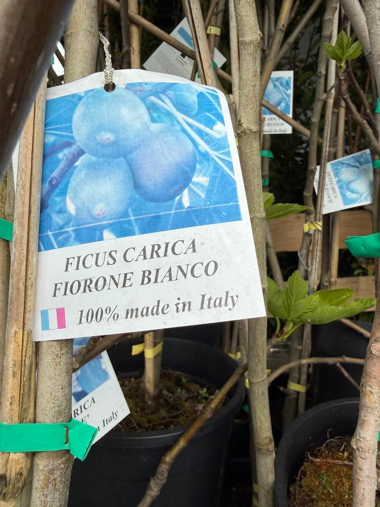 Vijgen 3 soorten zeer mooie prijs import nu  14,95 pst, Overige soorten, 100 tot 250 cm, Zomer, Ophalen