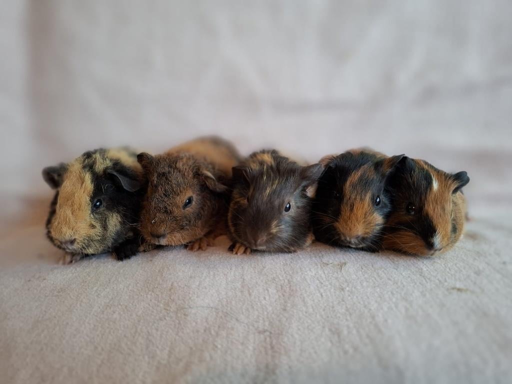 Mooie gladhaar en us teddy cavia's te koop, Dieren en Toebehoren, Knaagdieren, Cavia, April, Mannelijk, Tam