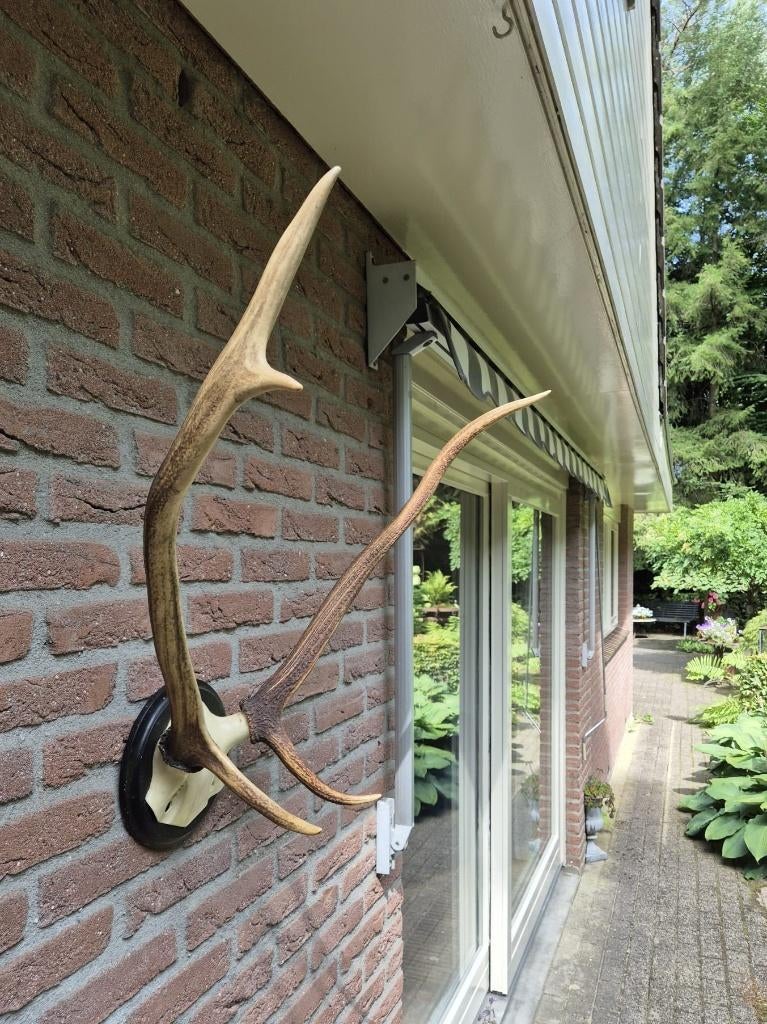 Mooi gewei op een kunstschedel Jacht Mancave  landelijk c99, Ophalen, Gebruikt, Hert, Gewei of Kop