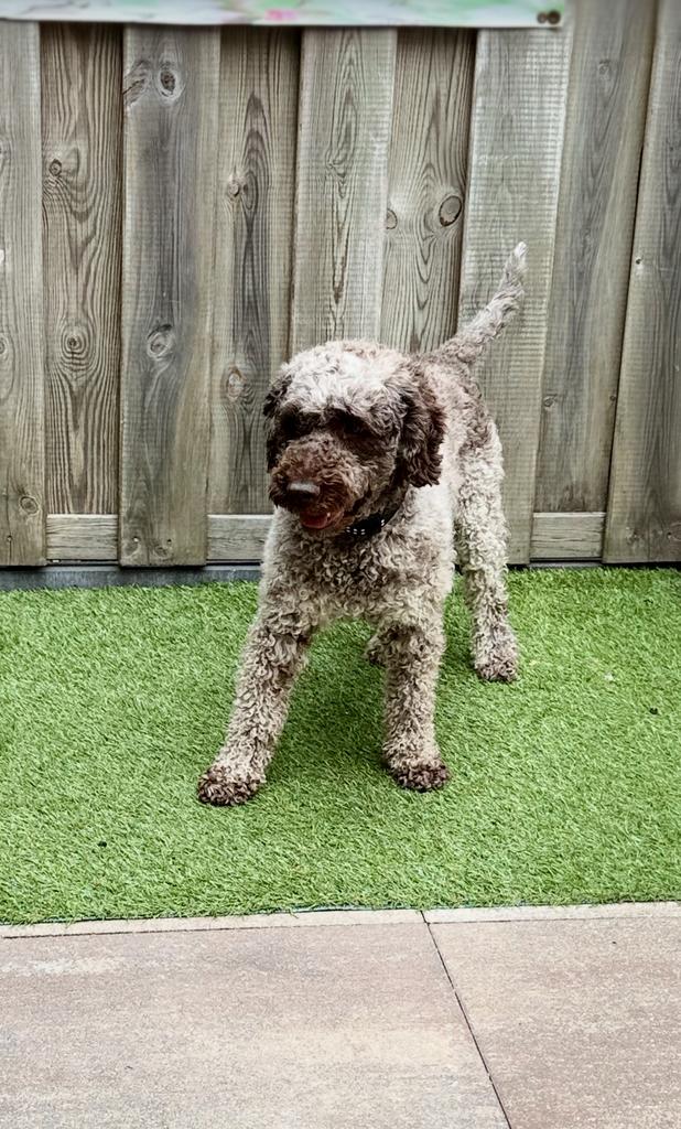 Verwacht multigeneratie (multigen) poedel-kruisingen, Parvo, Overige rassen, 8 tot 15 weken, Meerdere