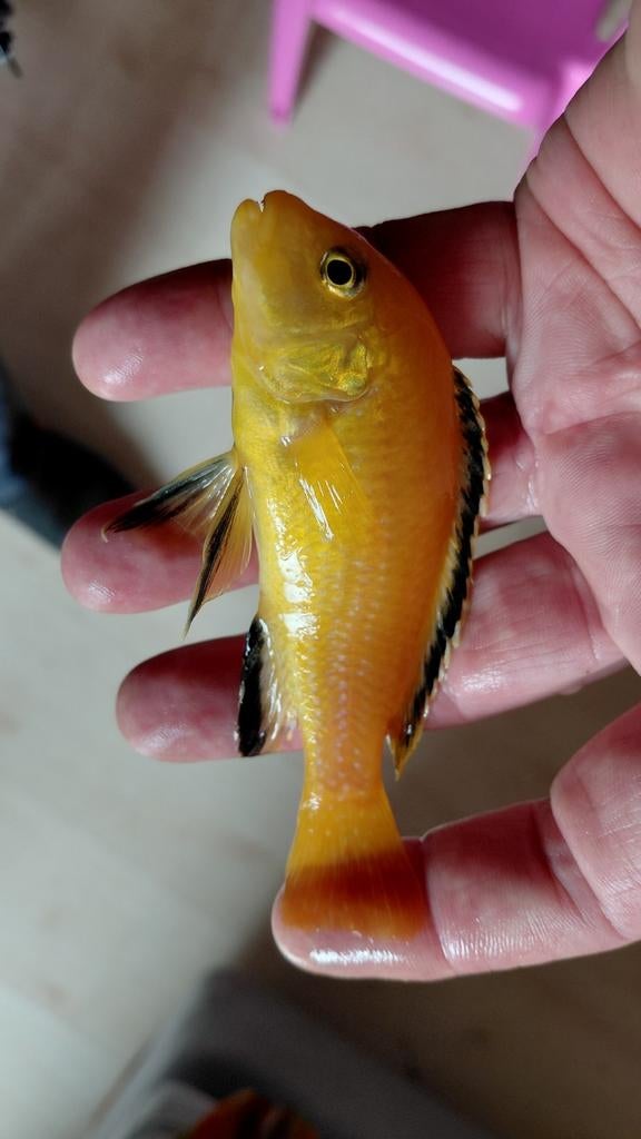 Knalgeel Yellow mannetje (Malawi), Dieren en Toebehoren, Vissen | Aquariumvissen, Vis