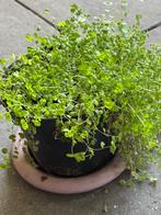 Frisgroen Slaapkamergeluk, Tuin en Terras, Planten | Tuinplanten, Ophalen, Bodembedekkers, Vaste plant, Bloeit niet