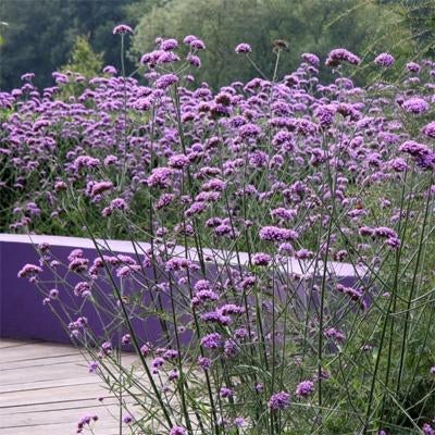 Verbena Bonariensis / Ijzerhard, Tuin en Terras, Planten | Tuinplanten, Volle zon, Vaste plant, Zomer, Ophalen