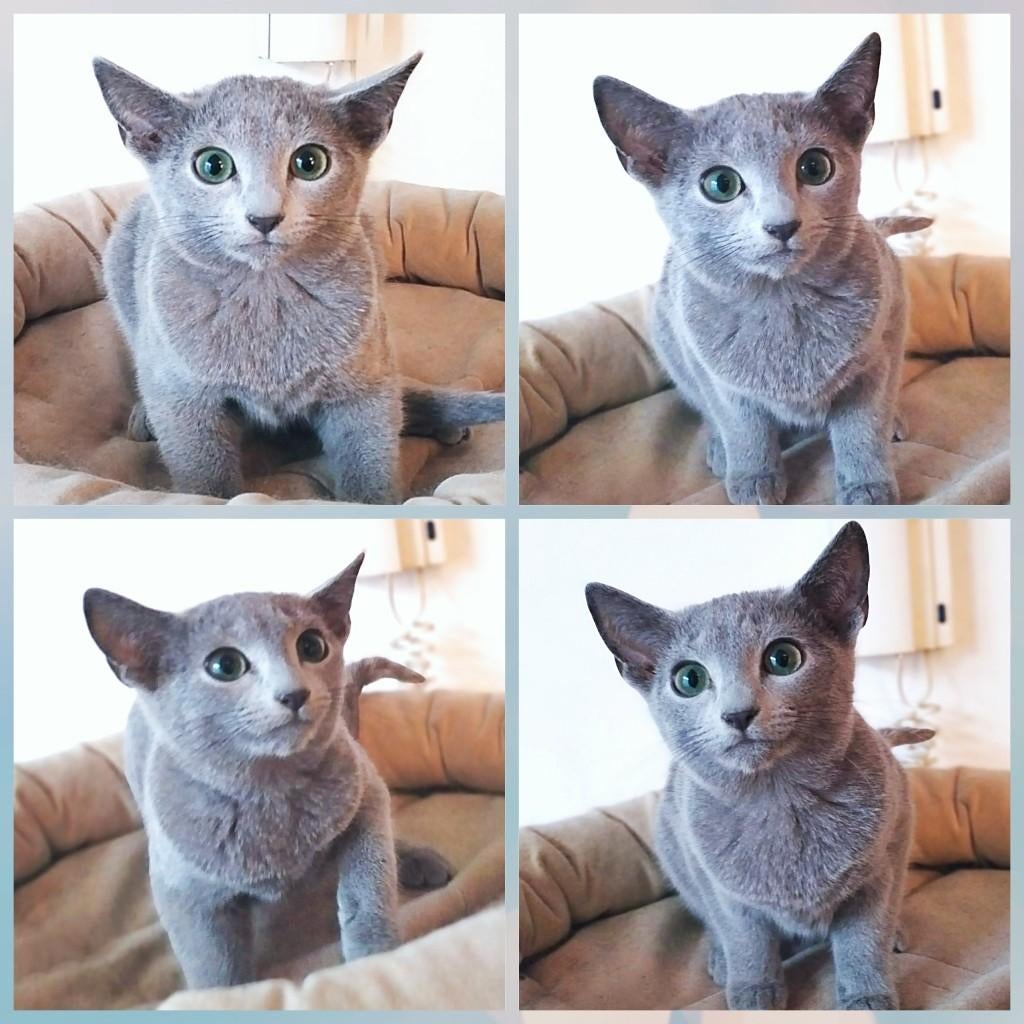 Mooie Blauwe Rus poesje!, Poes, Met stamboom, 0 tot 2 jaar