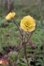 Geum Tequila Sunrise - nagelkruid, Tuin en Terras, Volle zon, Vaste plant, Lente, Ophalen