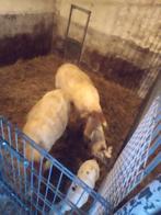 Coburger fuchs ooien, Vrouwelijk, Schaap