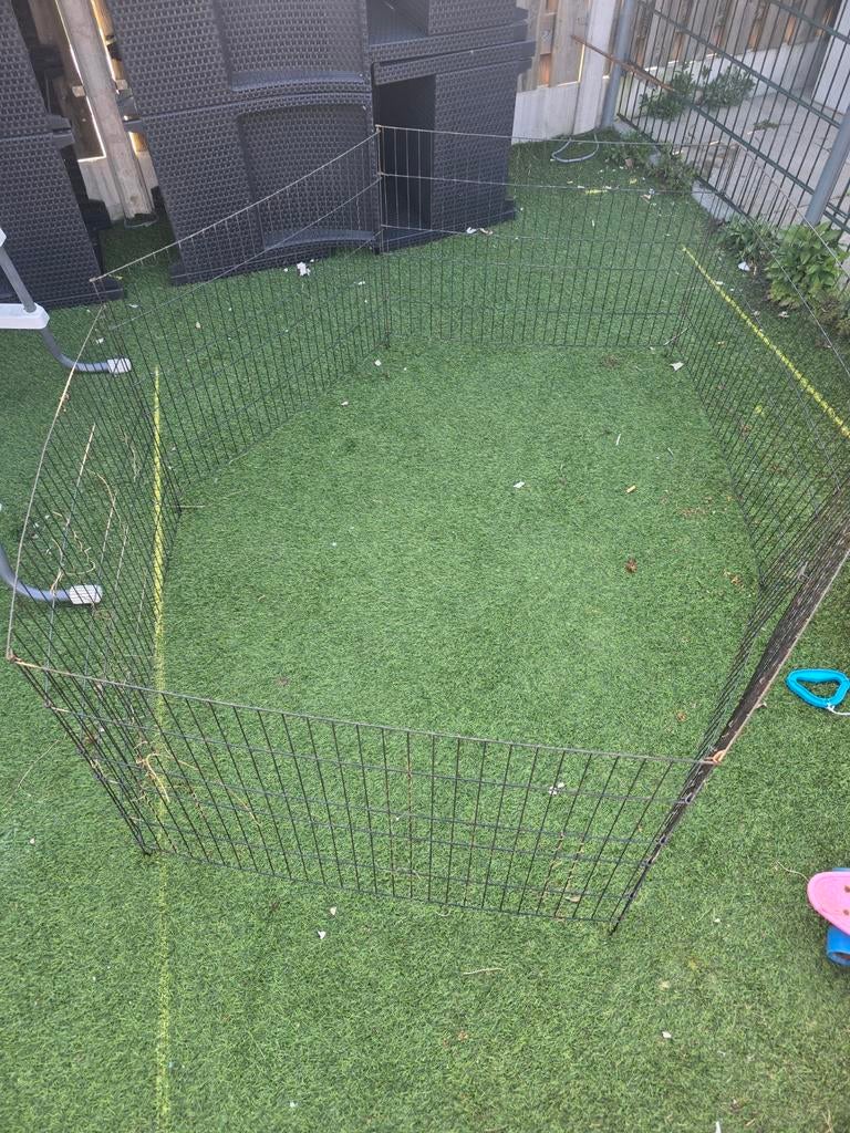 Ren, Dieren en Toebehoren, 110 cm of meer, Ren, Cavia, Ophalen