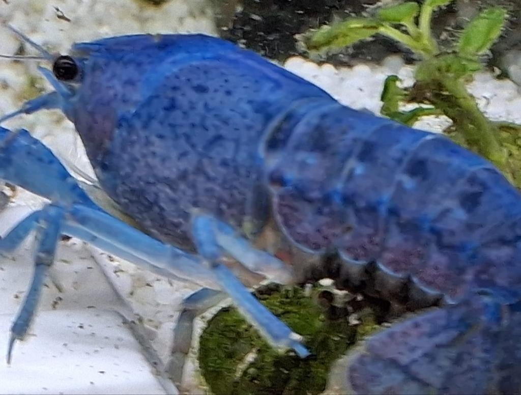 Blauwe Florida Kreeft, Dieren en Toebehoren, Vissen | Aquariumvissen, Zoetwatervis, Kreeft, Krab of Garnaal