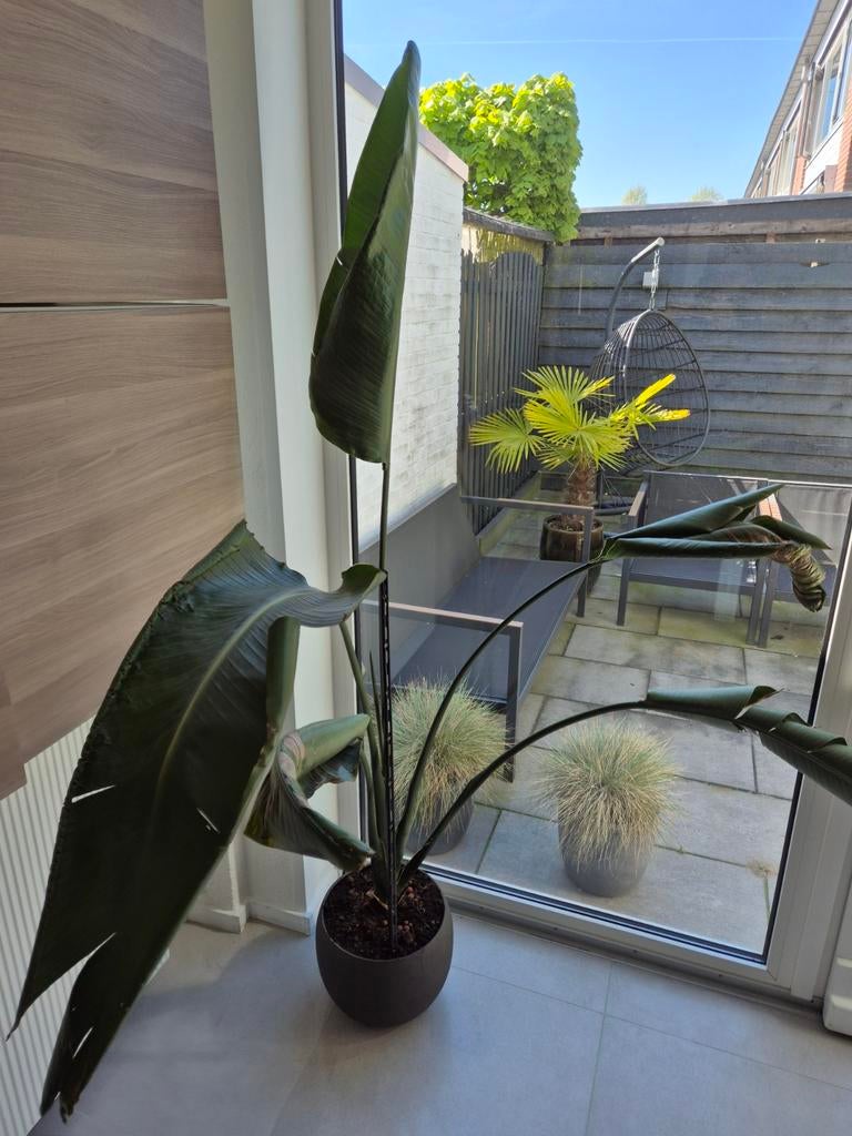 Strelitzia Nicolai (Paradijsvogelplant) - Grote Kamerplant, Ophalen of Verzenden