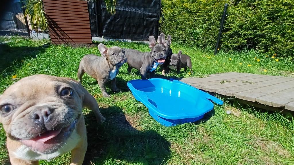 Franse bulldog pups *blue tan isabel merle*, Dieren en Toebehoren, Particulier, 15 weken tot 1 jaar, Buitenland, Parvo