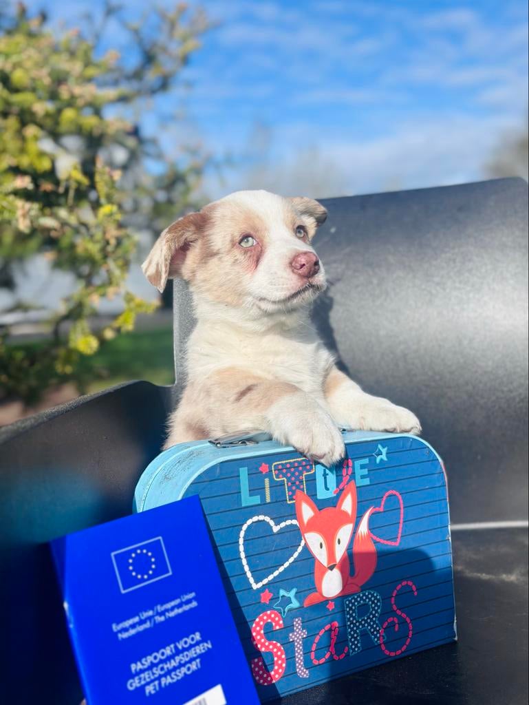 Hele mooie corgi pups te koop !, Overige rassen, 8 tot 15 weken, Meerdere, Meerdere dieren