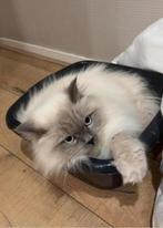 Ragdoll kater, Dieren en Toebehoren, Katten en Kittens | Raskatten | Langhaar, Kater, Gechipt, 0 tot 2 jaar