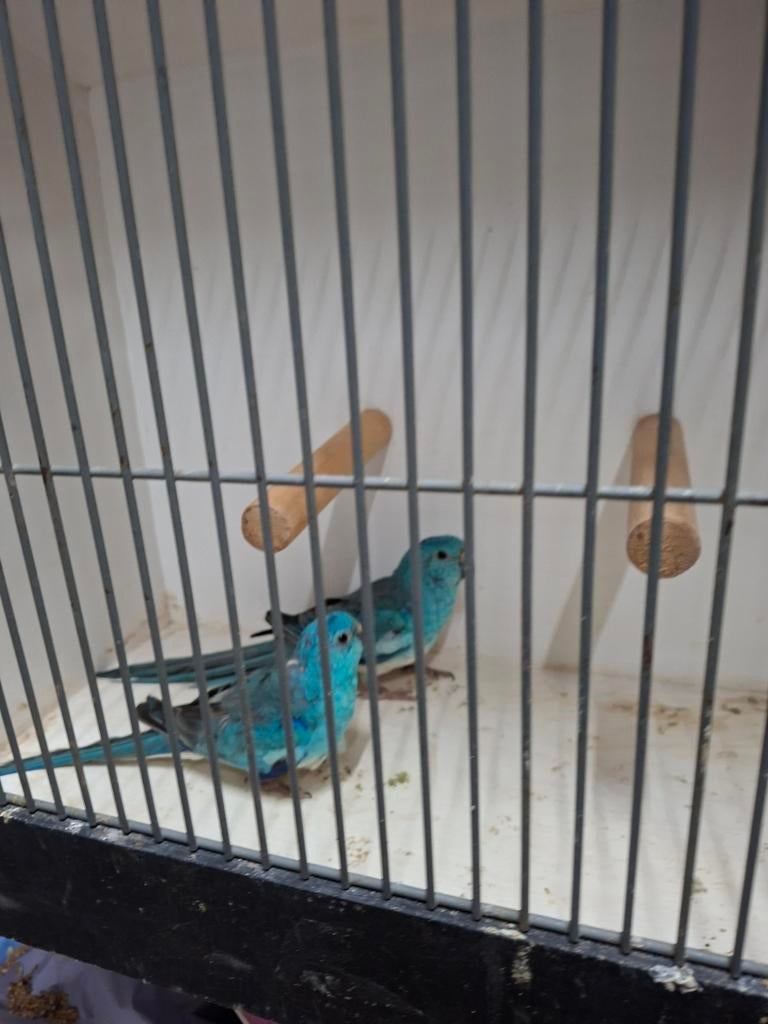 Diverse roodruggen, Dieren en Toebehoren, Meerdere dieren, Parkiet