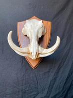 Wrattenzwijn schedel op houten plank, Verzamelen, Dierenverzamelingen, Ophalen of Verzenden, Gebruikt, Wild dier, Schedel