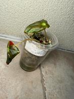 Begonia rex, Huis en Inrichting, Kamerplanten, Ophalen of Verzenden, Halfschaduw, Minder dan 100 cm