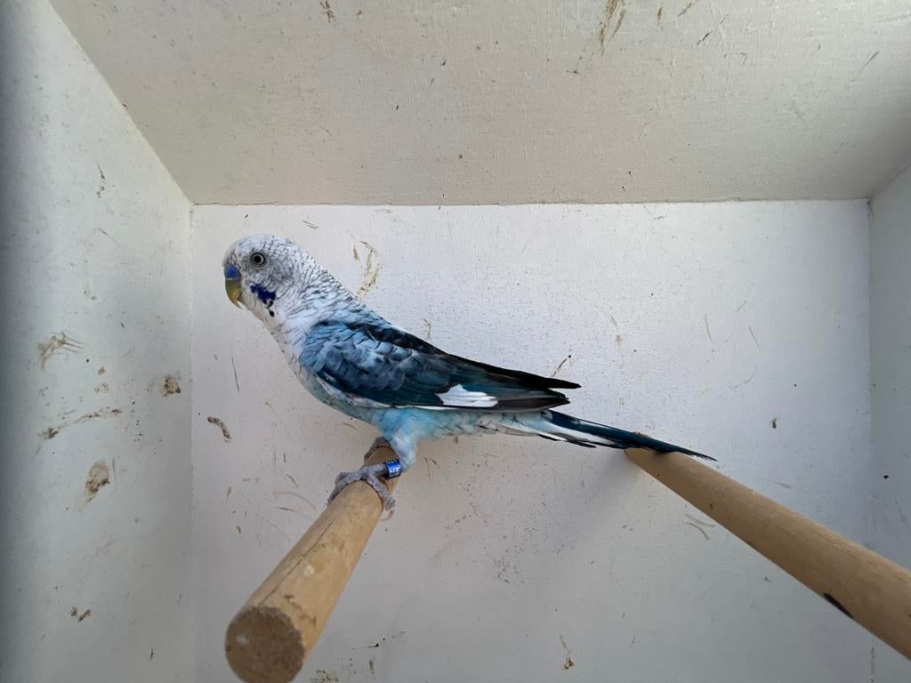 Mooie blackwing man 2023, Mannelijk, Parkiet, Geringd