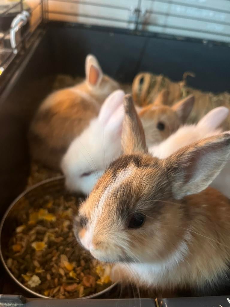 Schattige konijnenbaby’s te koop, Dieren en Toebehoren, Konijnen, Meerdere dieren, Dwerg