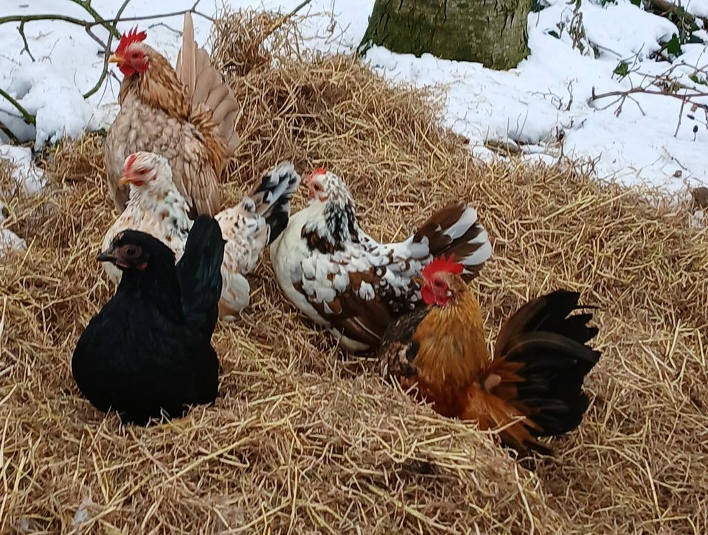 Serama, Dieren en Toebehoren, Mannelijk, Kip