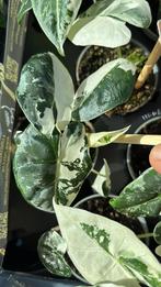 Terrariumplant Alocasia Frydek variegata, Huis en Inrichting, Kamerplanten, Ophalen of Verzenden, Halfschaduw, Minder dan 100 cm
