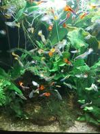 Guppen 20 stuks M/V, Dieren en Toebehoren, Vis