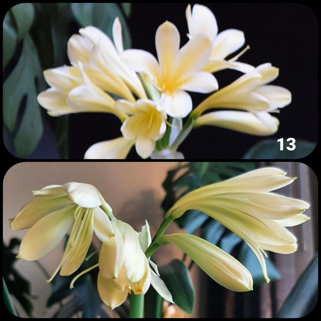 Clivia kruising Yellow Ice Queen x Lime 'n Cream Waltz., Bloeiende kamerplant, Ophalen of Verzenden, Volledige schaduw, Minder dan 100 cm
