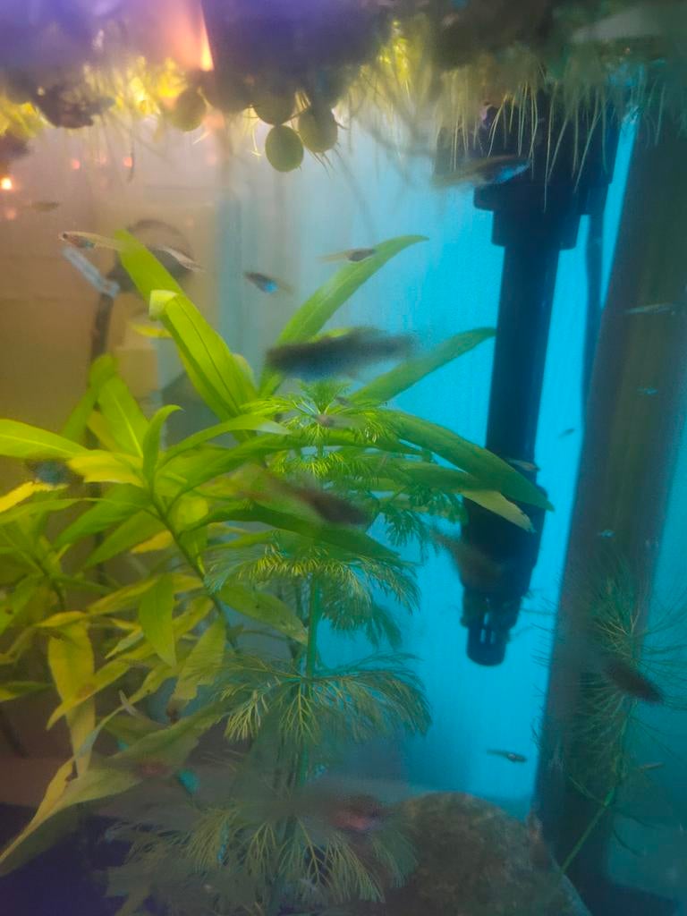 Mooie Endler Guppen, Dieren en Toebehoren, Vis