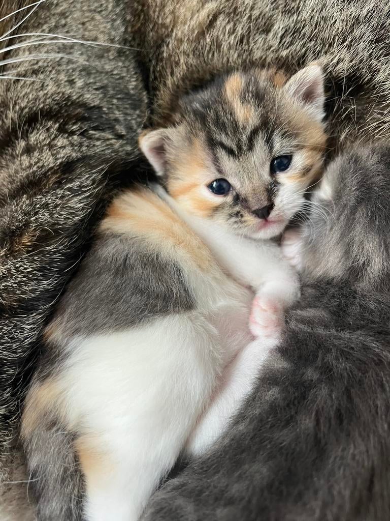 Kittens kitten poesje, Poes