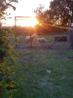 Complete omheining dierverblijf incl poort, palen, gaaswerk, Ophalen, IJzer