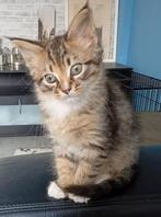 Laatste Maine Coon kitten te koop, Poes, Ontwormd, 0 tot 2 jaar