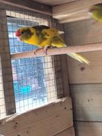 Kakariki's, Dieren en Toebehoren, Vogels | Parkieten en Papegaaien, Meerdere dieren, Parkiet, Geringd