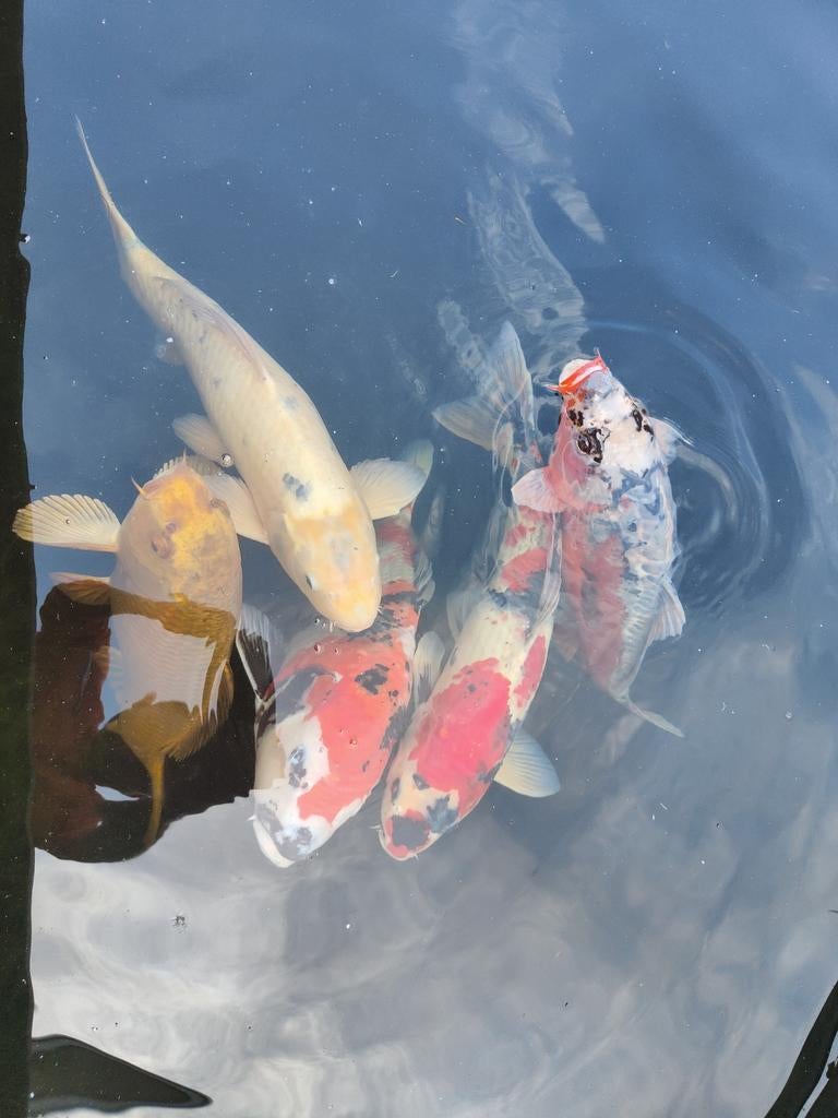5x Japanse koi 60+ cm, Karper of Koi