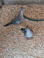 Te koop een mooi koppel Australische kuifduiven, Meerdere dieren, Overige soorten