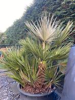 Chamaerops Hummilis, Volle zon, Vaste plant, Zomer, Ophalen