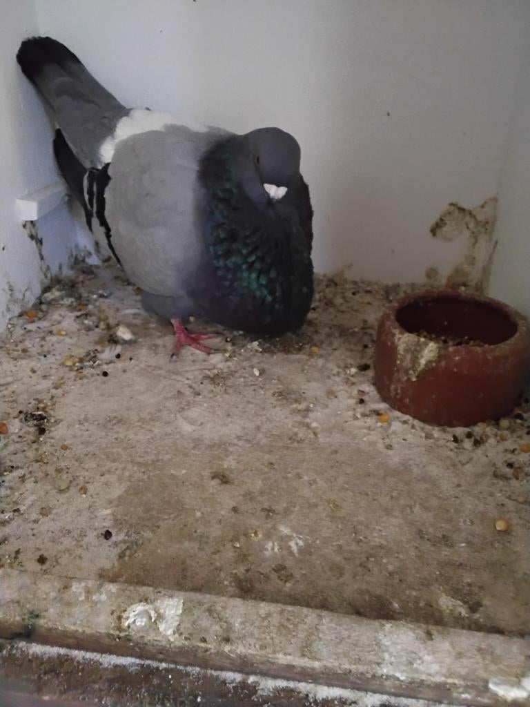 Valenciana duivin blauw geband, Dieren en Toebehoren, Vogels | Duiven, Vrouwelijk