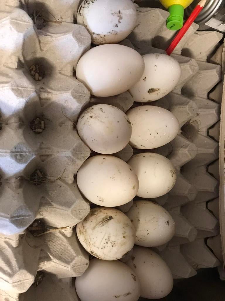 Eendeneieren kok of fok, Dieren en Toebehoren, Pluimvee, Geslacht onbekend, Eend