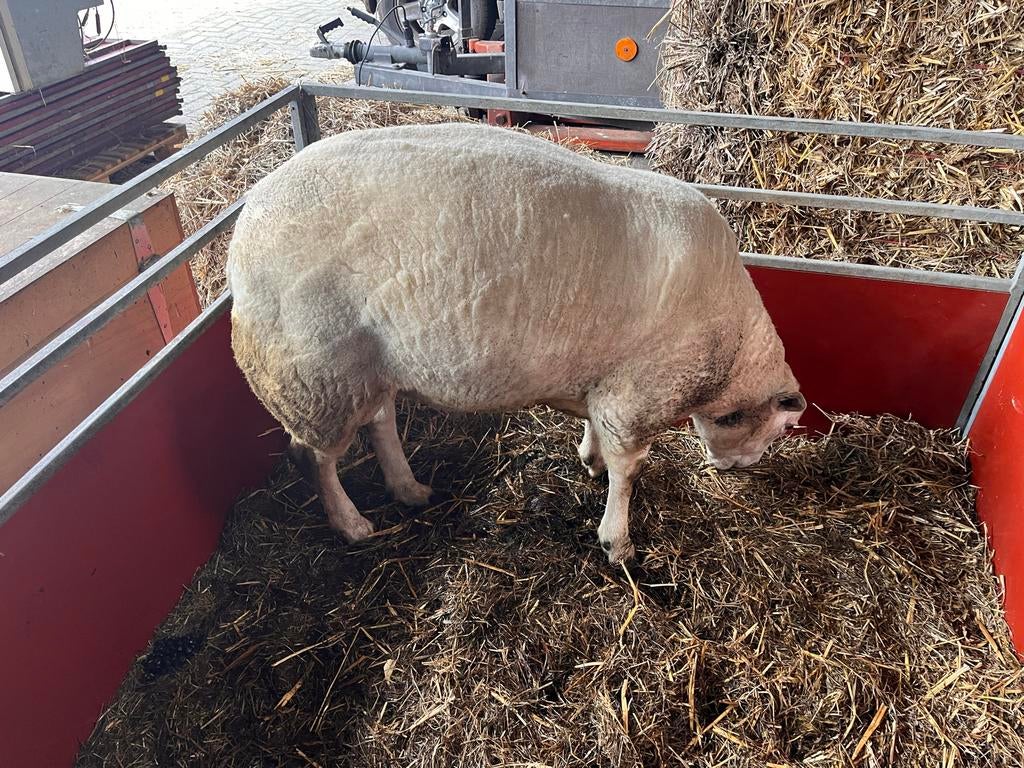 Gekeurde Swifter dekram, Mannelijk, Schaap