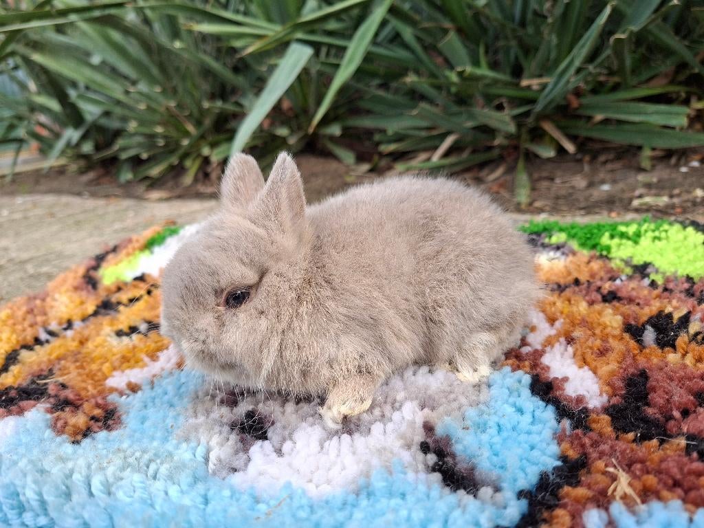 Kleurdwerg, Dieren en Toebehoren, Mannelijk, Dwerg, 0 tot 2 jaar
