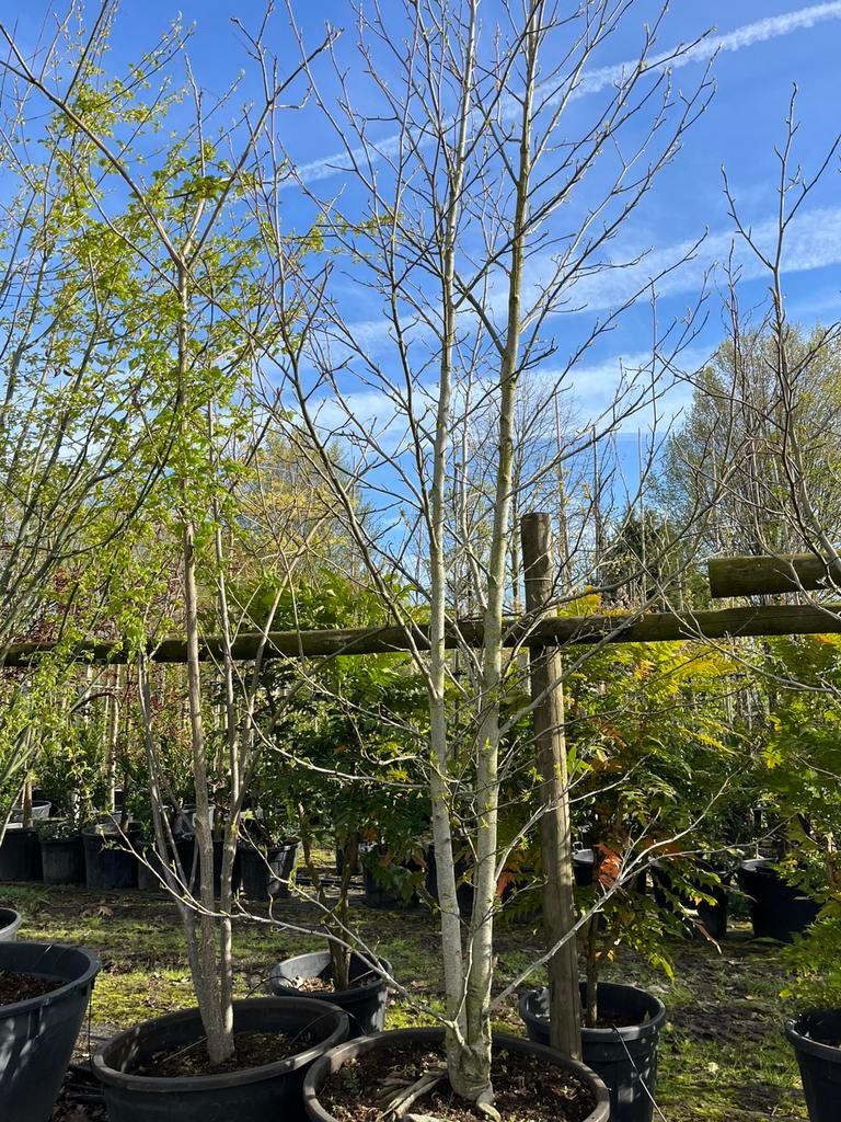 Meerstammige amberbomen te koop, Ophalen, Volle zon, Overige soorten