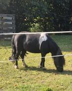 Verzorger gevraagd voor onze lieve pony!, Ophalen of Verzenden