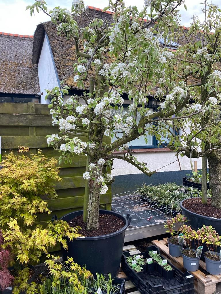 25 jaar oude stoofPerenboom - Pyrus communis Gieser Wildeman, Ophalen, Lente, Volle zon, 250 tot 400 cm