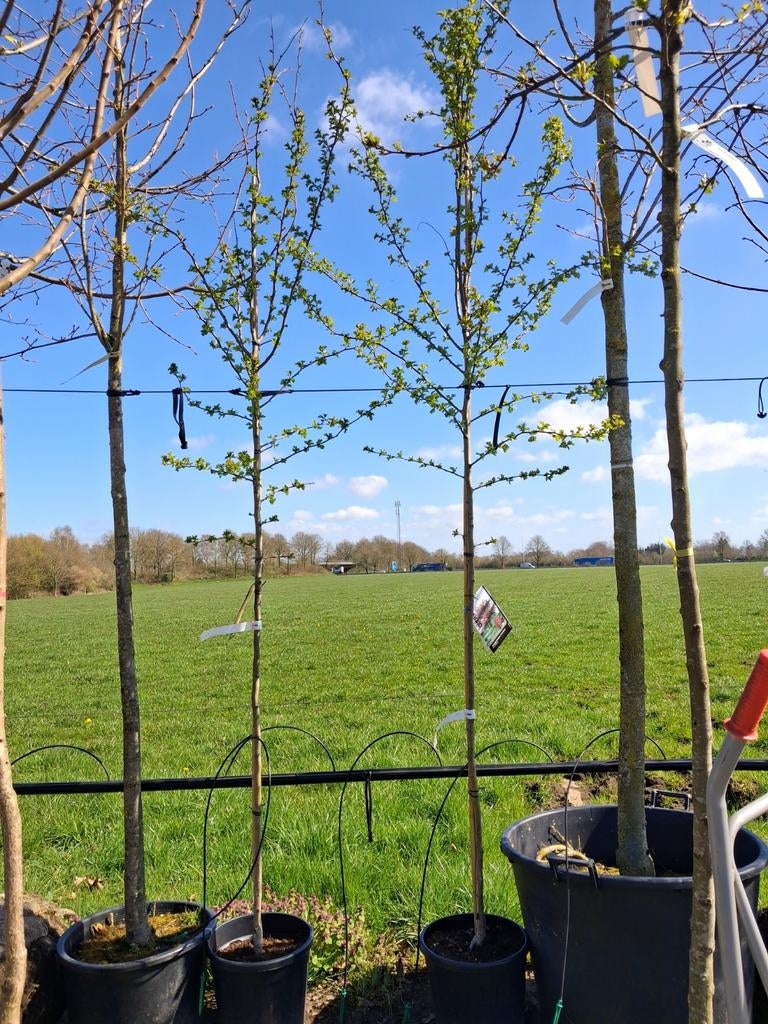 Rode meidoorn boom in pot, crataegus laevigata pauls scarlet, Tuin en Terras, Planten | Bomen, Ophalen of Verzenden, Lente, 250 tot 400 cm