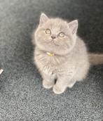 Raszuivere Britse korthaar  3 poes 3 kater beschikbaar, Poes, Ontwormd