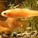 Goudelrits – Ideaal voor kleinere vijvers - Koidream Valburg, Karper of Koi