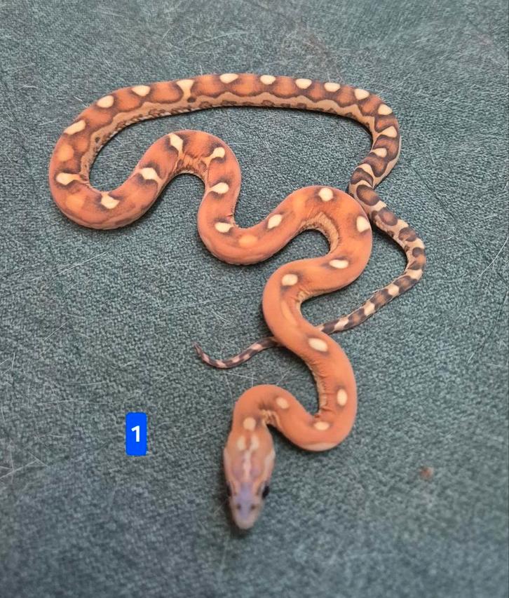 Pantherophis guttatus/rode rattenslang/elaphe scaleless Rat Snake - unknown for sale from James